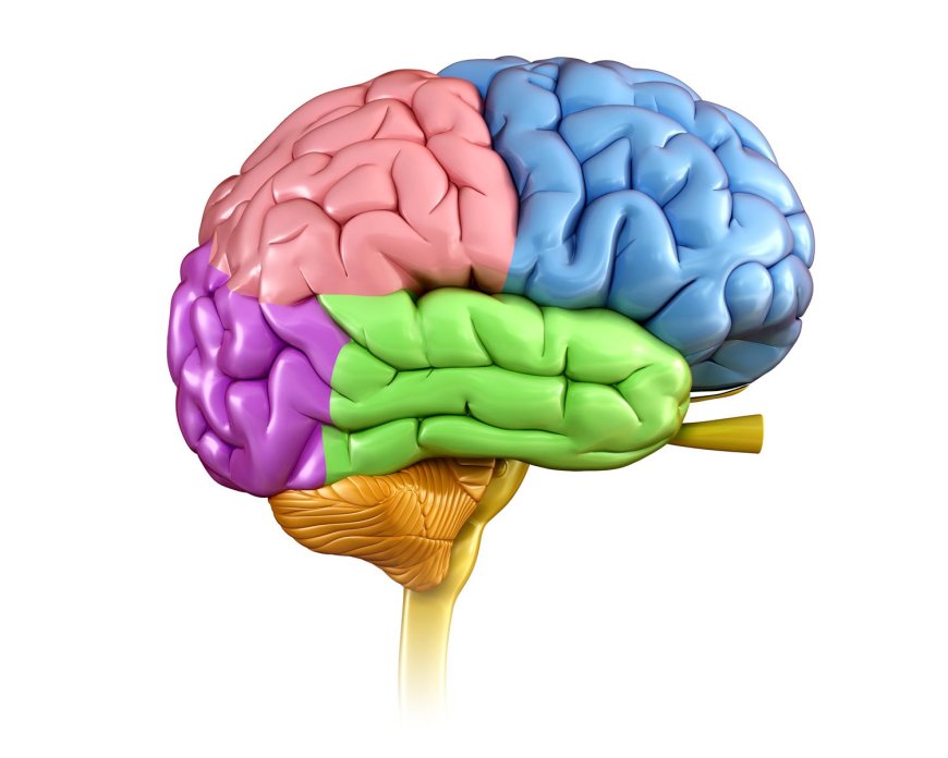 The Fore Brain and its Functions