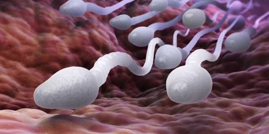 Making Ideal Circumstances for Solid Sperm Creation for making babies